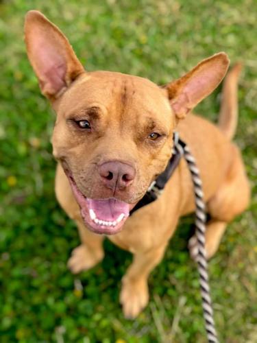 Adopt a friend: Sylvester