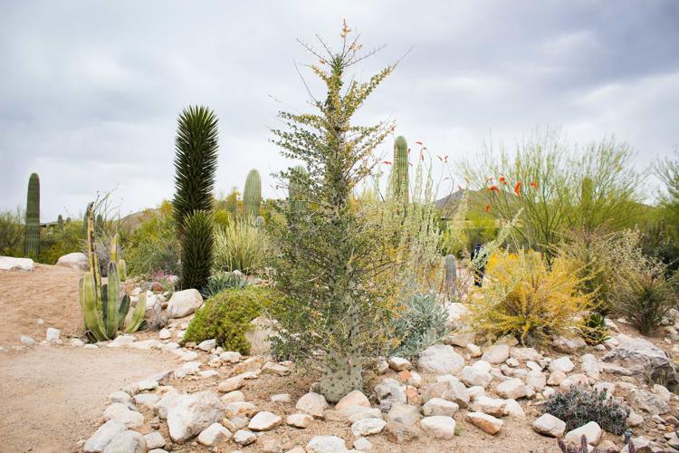 Boojum tree exhibit at the Arizona-Sonora Desert Museum