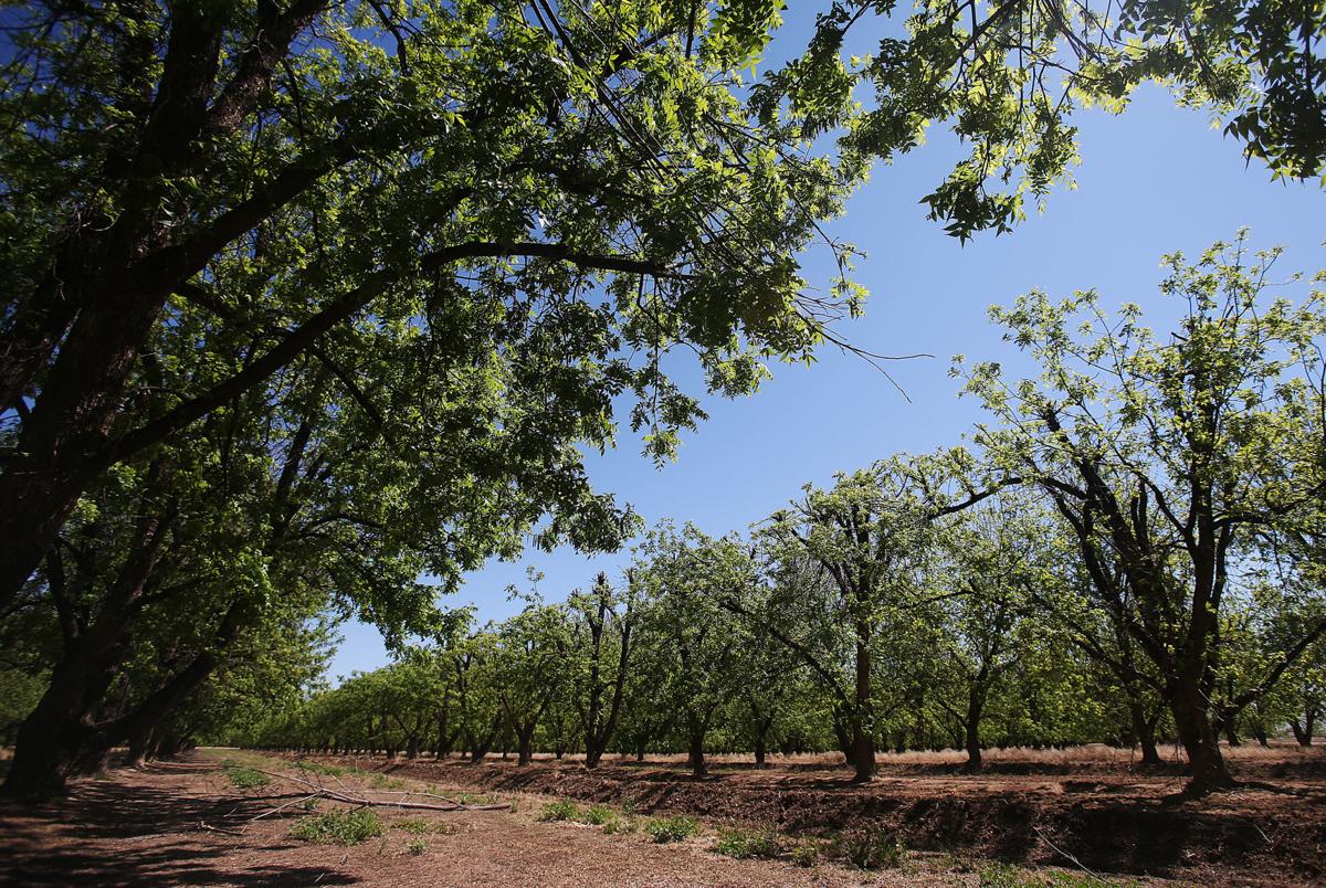Green Valley Pecan Company