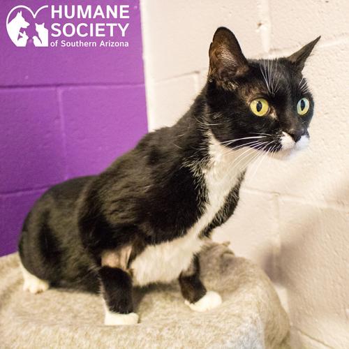 Adopt a friend: Phantom