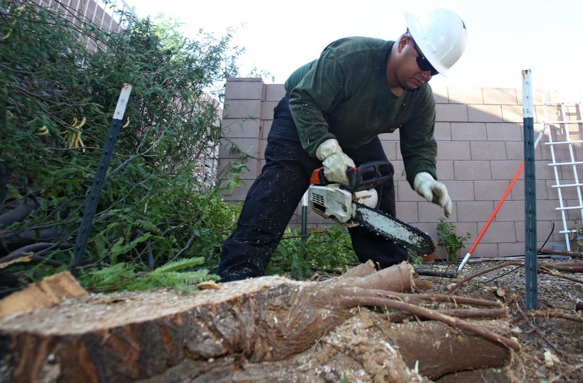 Fallen Trees Increasingly Used As Mulch Firewood And Furniture Entertainment Tucson Com