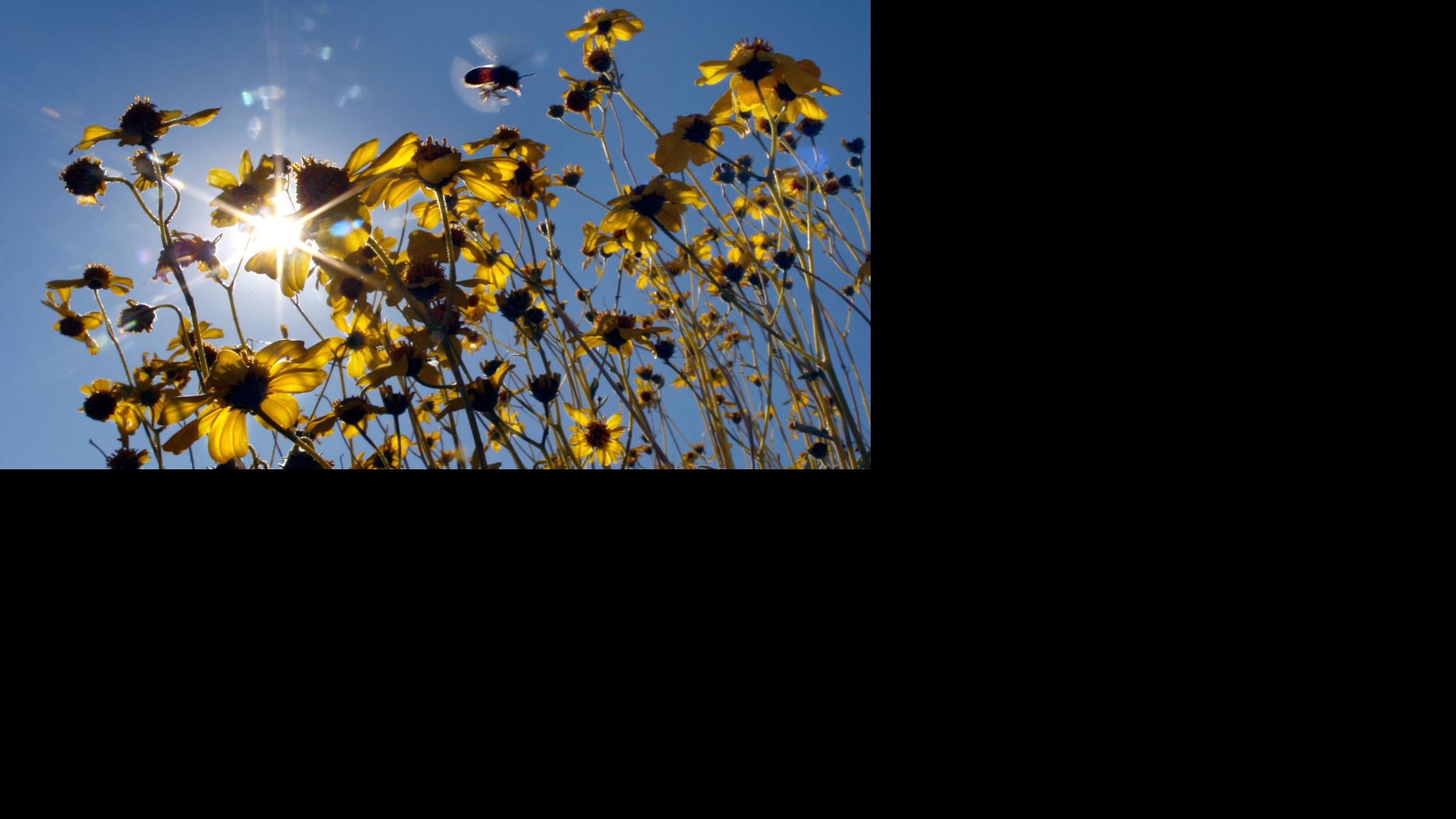 10 unusual plants to put in that hot spot where plants go to die