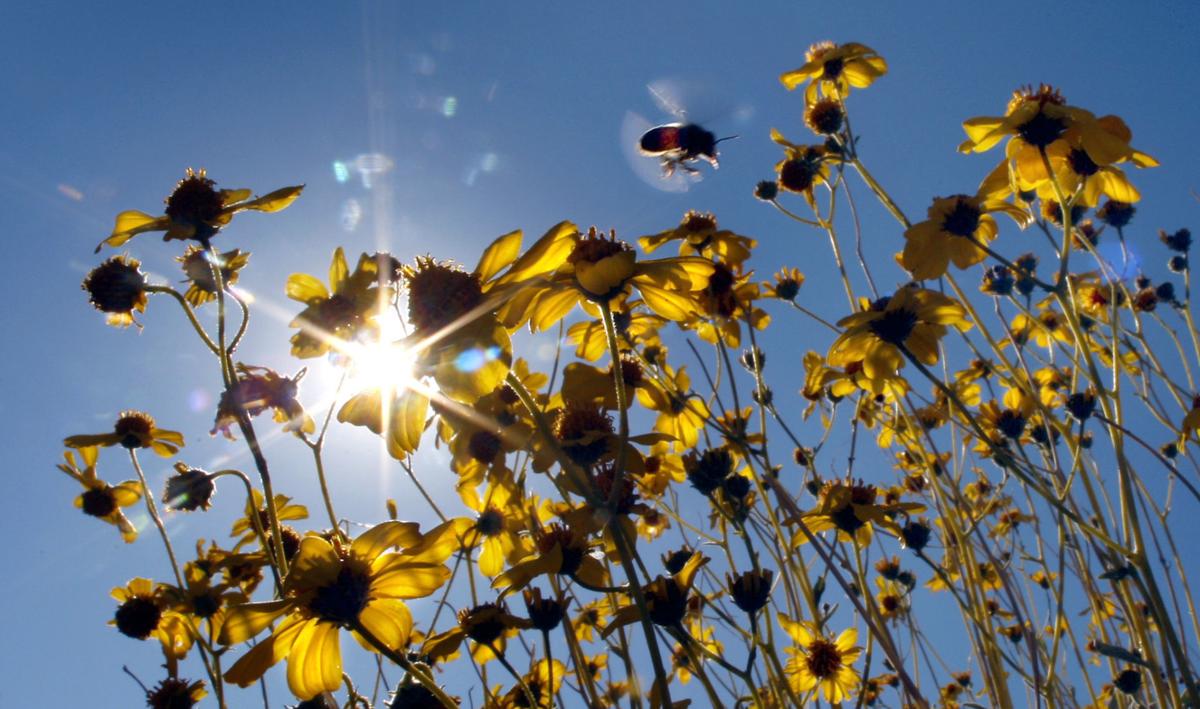 Brittlebush and bee in the sun