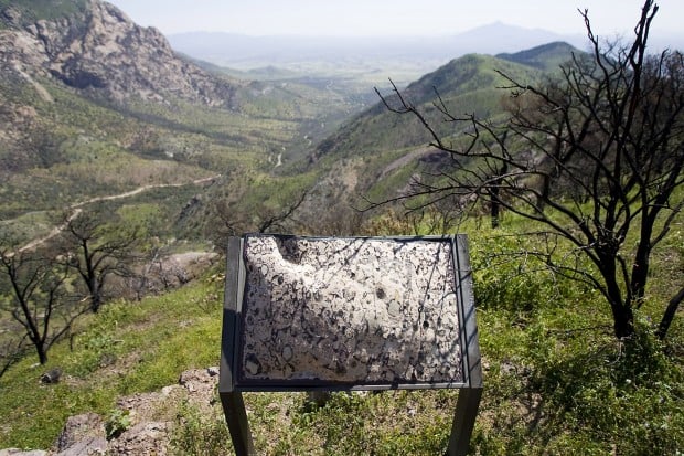 Ravaged areas bursting back to life   