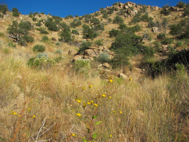 Potential fuel for wildfires