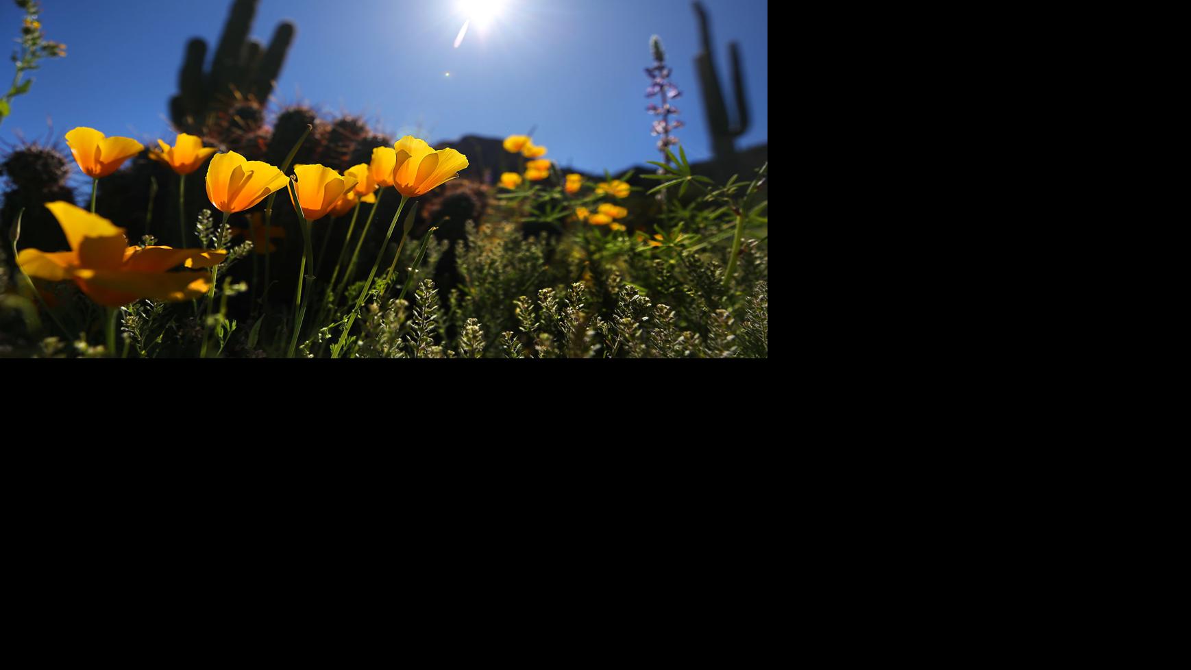 Photos: Wildflowers at Picacho Peak State Park | Local ...