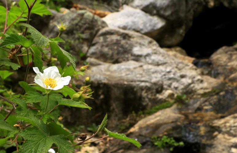 Marshall Gulch Trail