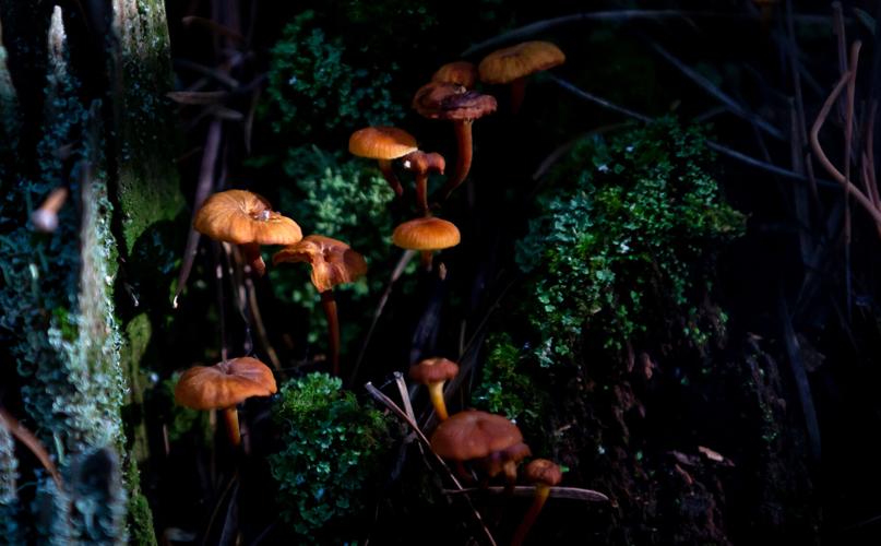 eerie tiny beautiful mushrooms