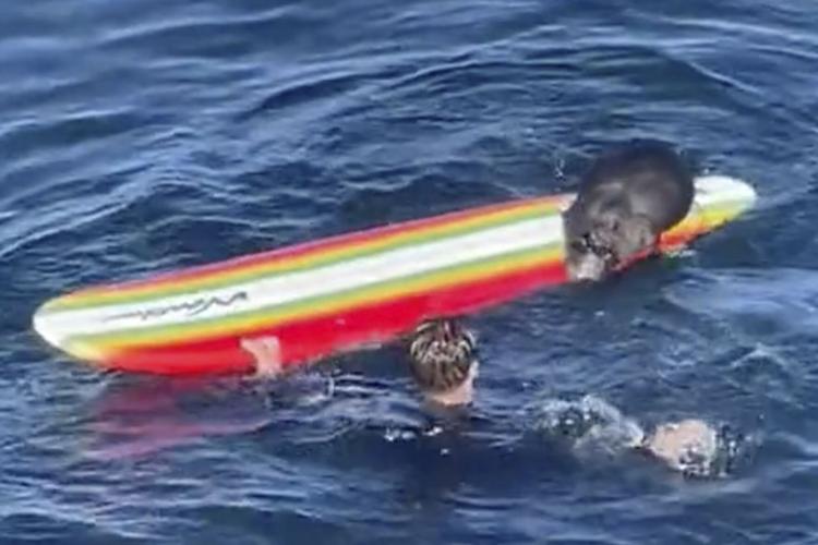 California-Otter Vs Surfers