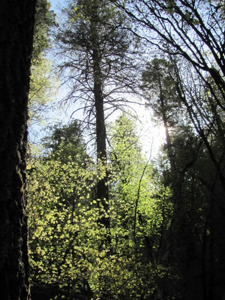 Way up high, green(ery) is breaking out    