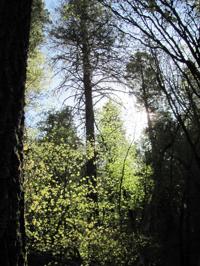 Way up high, green(ery) is breaking out