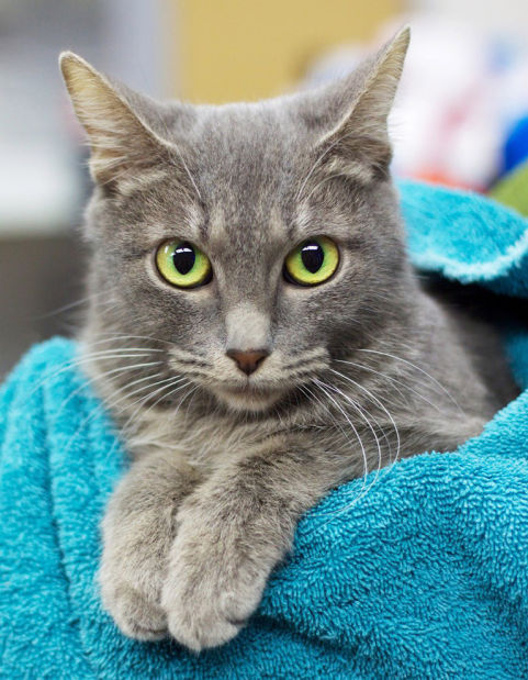 030614-cal-pets-p9
