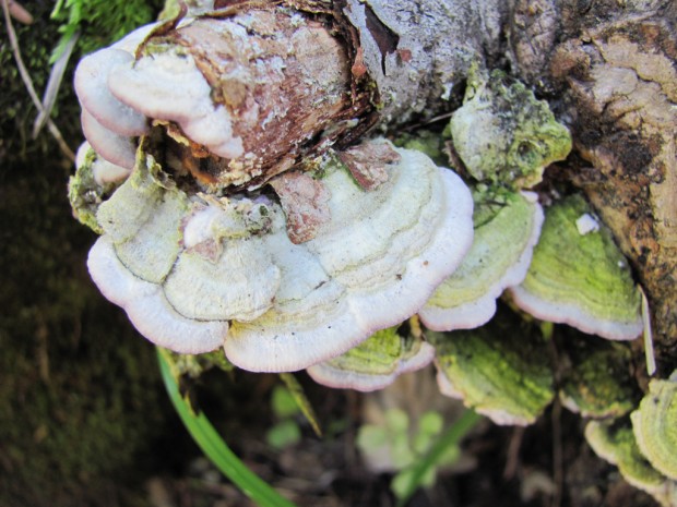 Rains bring on bumper crop, but wise just to admire 'em    