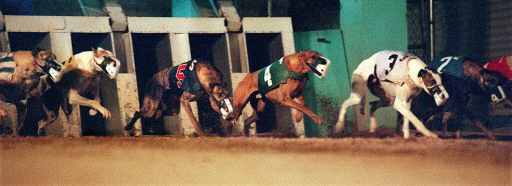 Dog racing at Tucson Greyhound Park