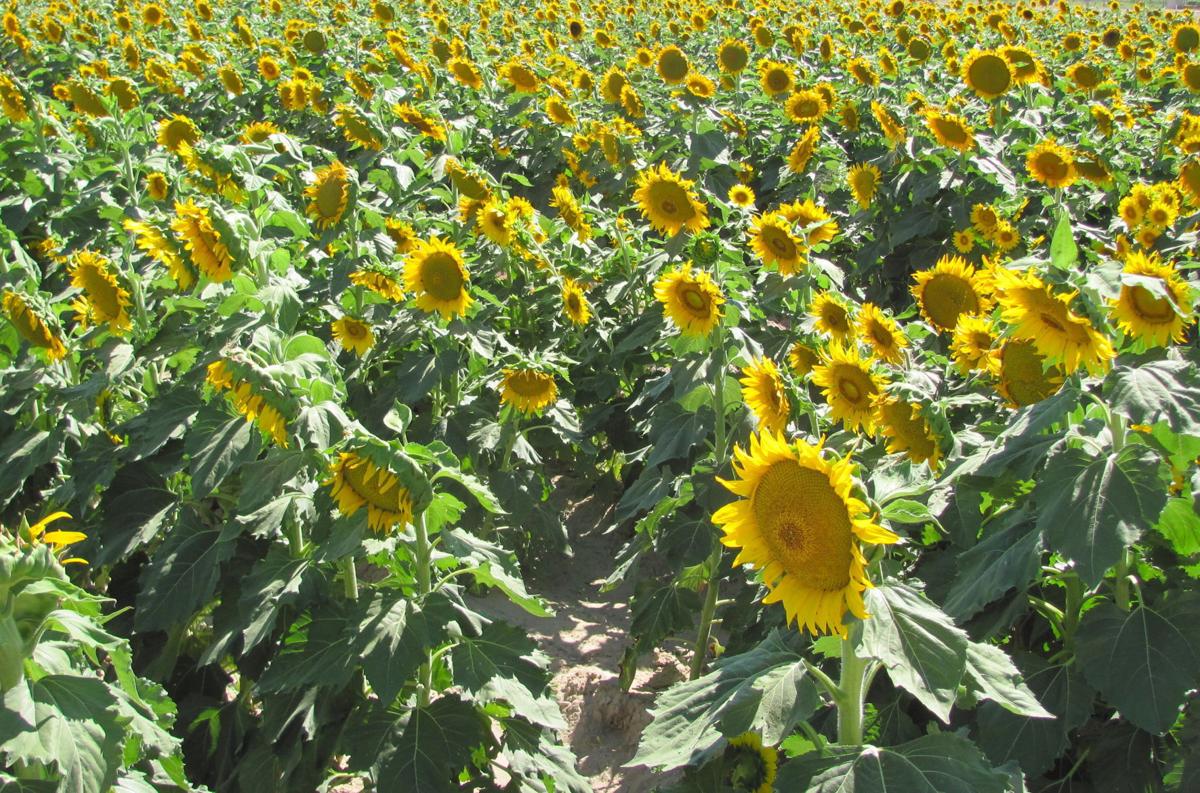 Fields of sunflowers at University of Arizona agricultural center aid