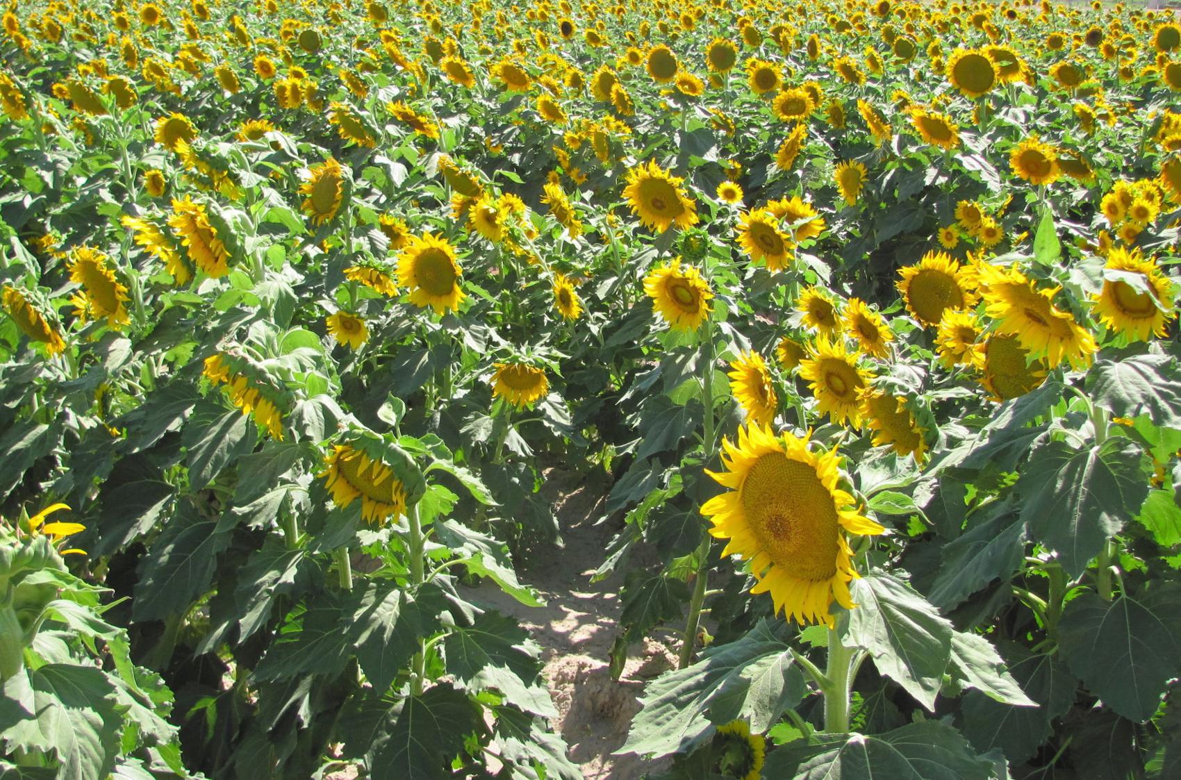 Massive field of sunflowers