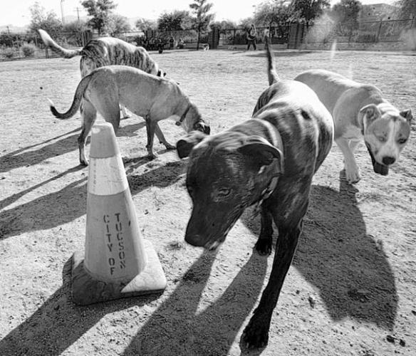 Mud bog, light plan make pet pals growl  
