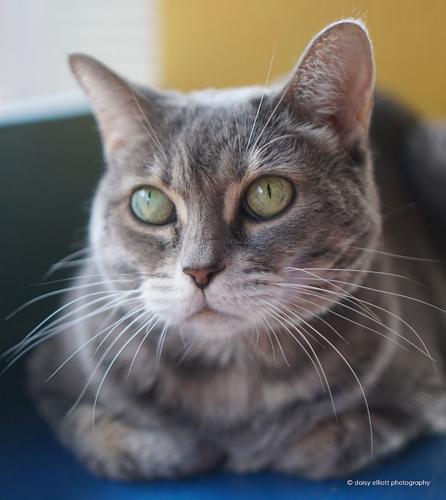 Adopt a friend: Linda