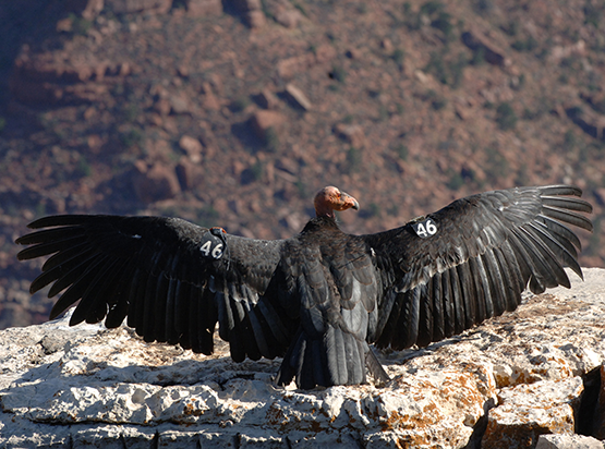 Endangered condors ready to take flight at 30th annual release