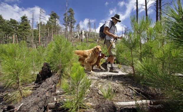Mt. Lemmon: A busy mountain