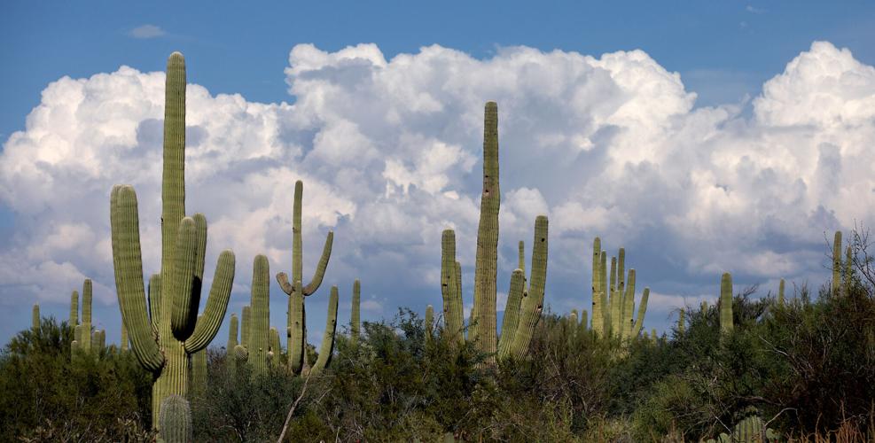Saguaro National Park