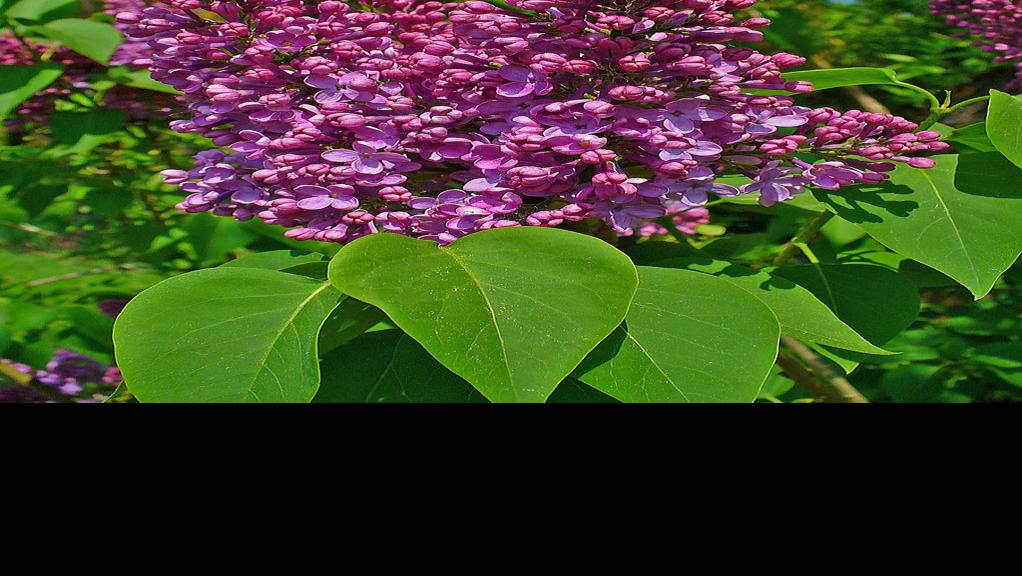 Too hot for lilac bush to bloom