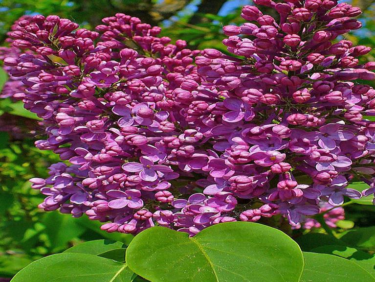 Too Hot For Lilac Bush To Bloom Tucson Com