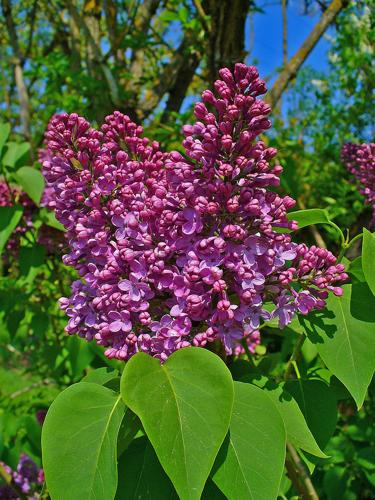 Too hot for lilac bush to bloom