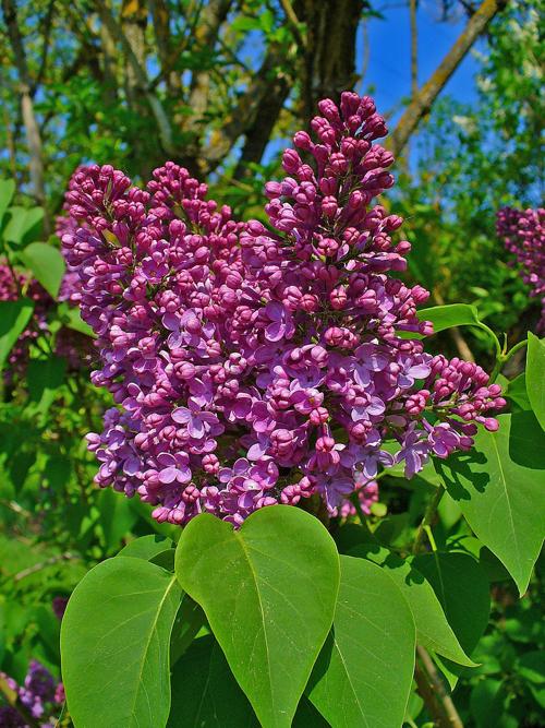 Garden Sage: Lilac
