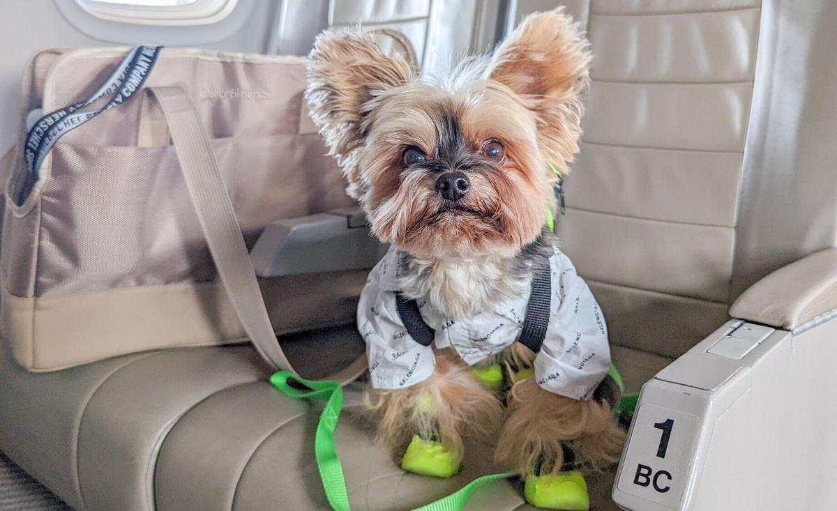 JSX, a semi-private airline, is one of the only U.S. airlines to let pets fly for free in the cabin.(Photo courtesy of JSX)