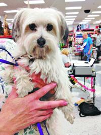 Photos: Adopt a friend