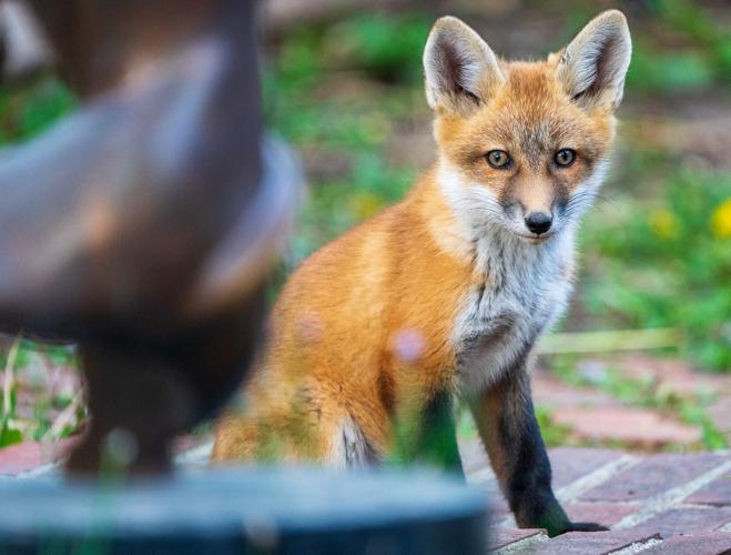 Foxes