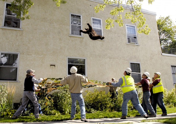 More hungry bears wander into towns looking for food   