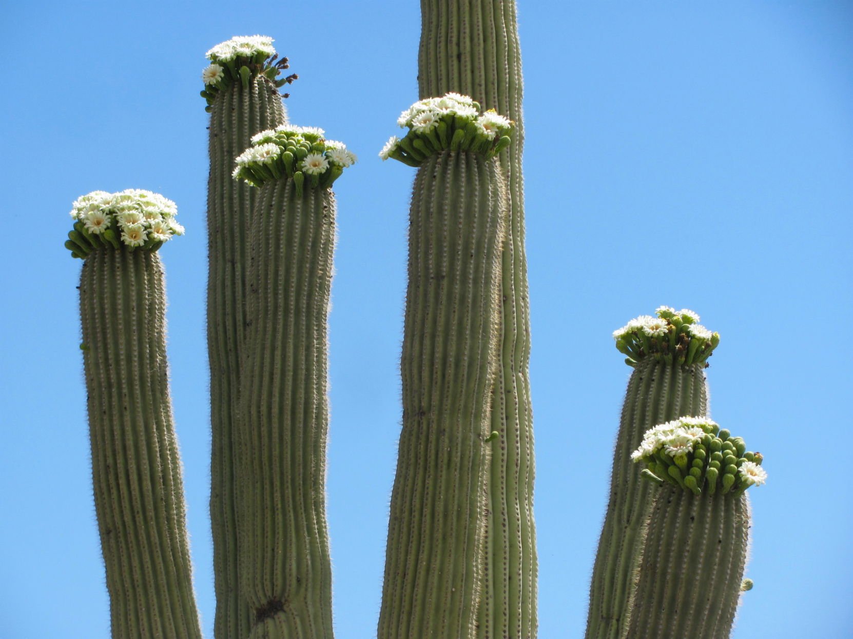 10 Saguaro Flower Facts That Will Make You Love The Desert Even More Tucson Life Tucson Com