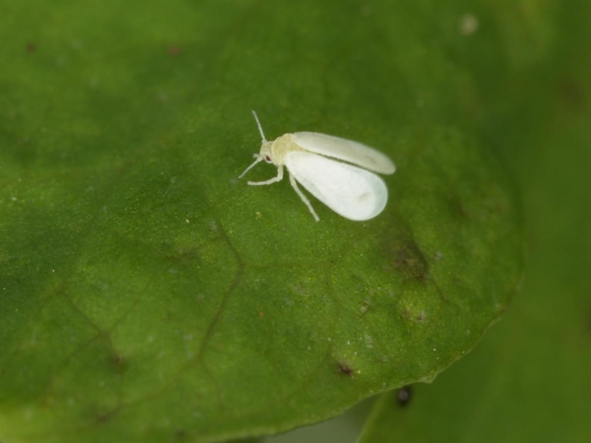 Garden Sage: Get a close-up view of a tiny whitefly