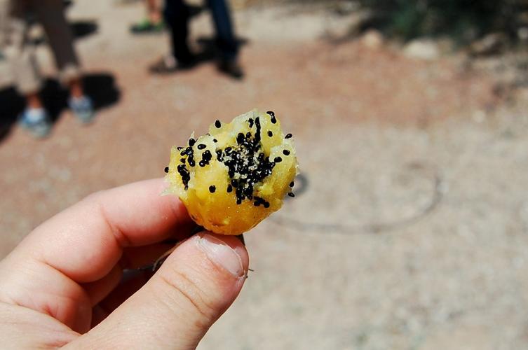 Barrel cactus fruit