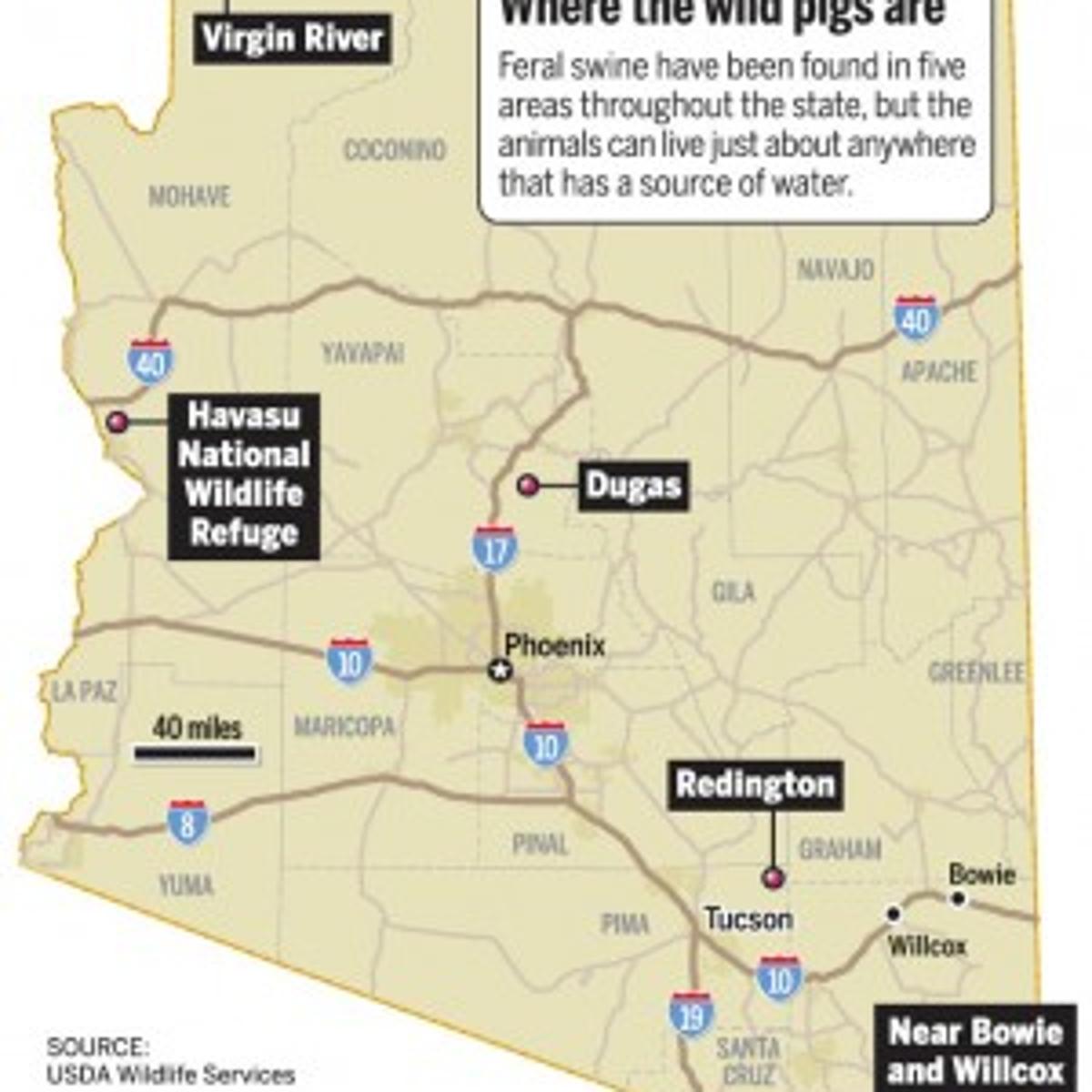 Only Lack Of Water Keeps Wild Pigs From Being State Menace