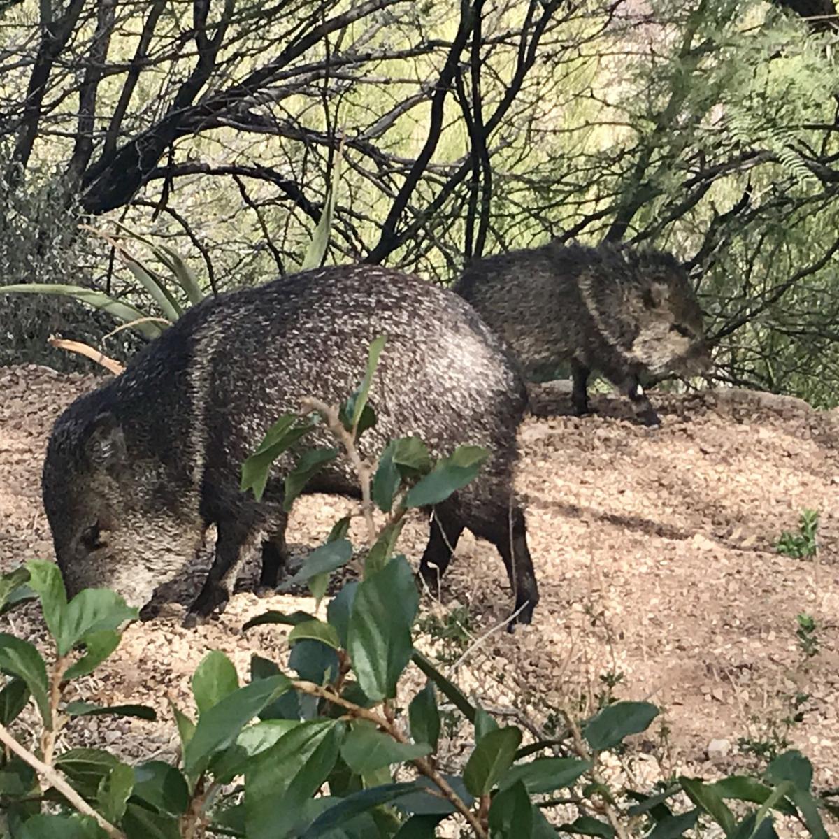 53 photos that prove javelinas are the cuties of the desert