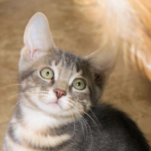 Adopt A Friend: Danny