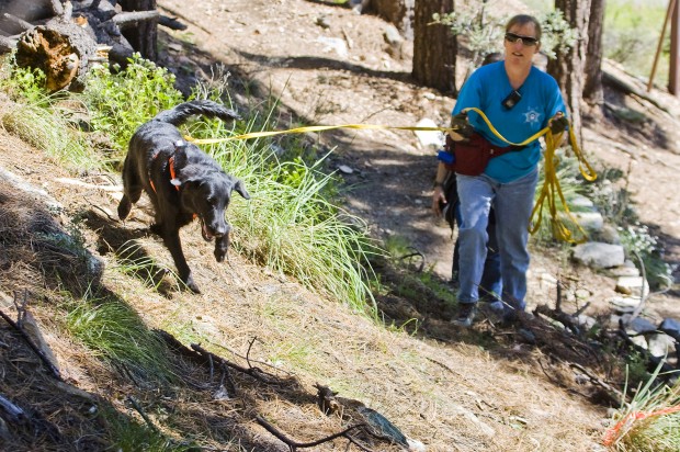 Rescued dogs come to the rescue   