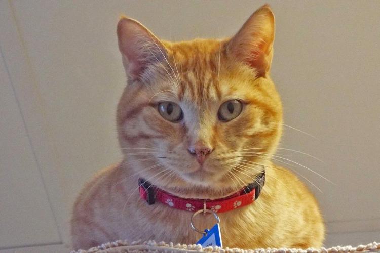 Adopt a friend: Big Boy