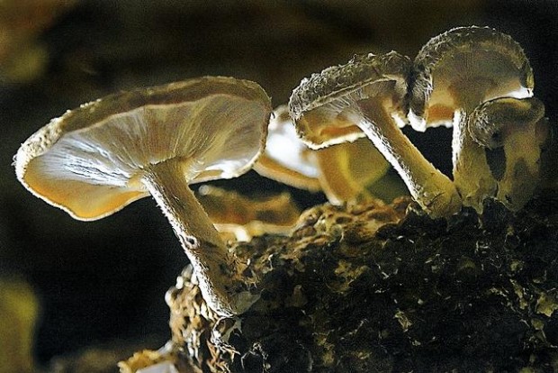 Fungus among us  