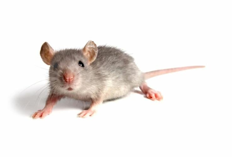 house-mice1.jpg