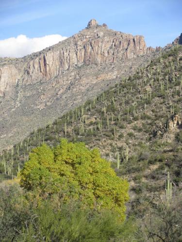 Autumn hues in Sabino Canyon
