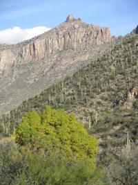 Hike leads to splendors of the Sonoran Desert
