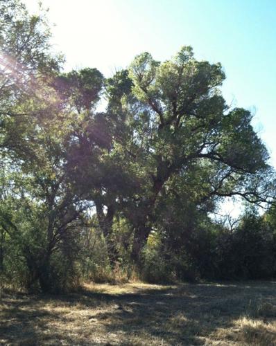 Preserve plans tree-saving project    