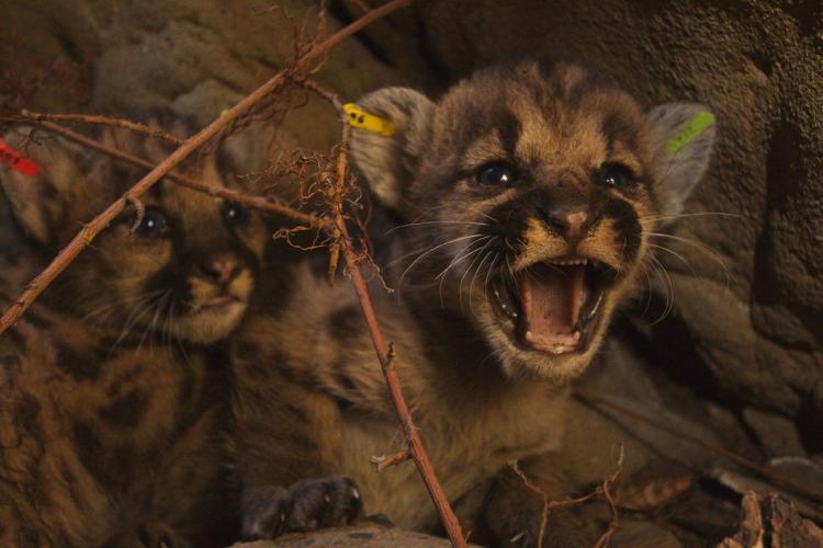 2 mountain lion litters found in Santa Susana Mountains