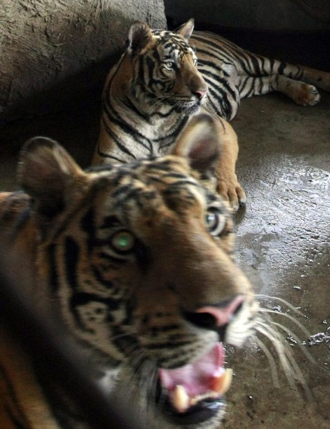 Animal shots of the week