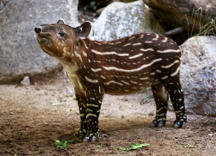 Nandi's Neighbors: Baird's Tapirs Toliver and Contessa