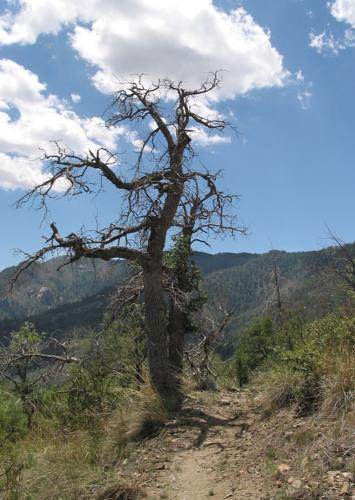 Trails on the eastern slopes of the Santa Catalina Mountains